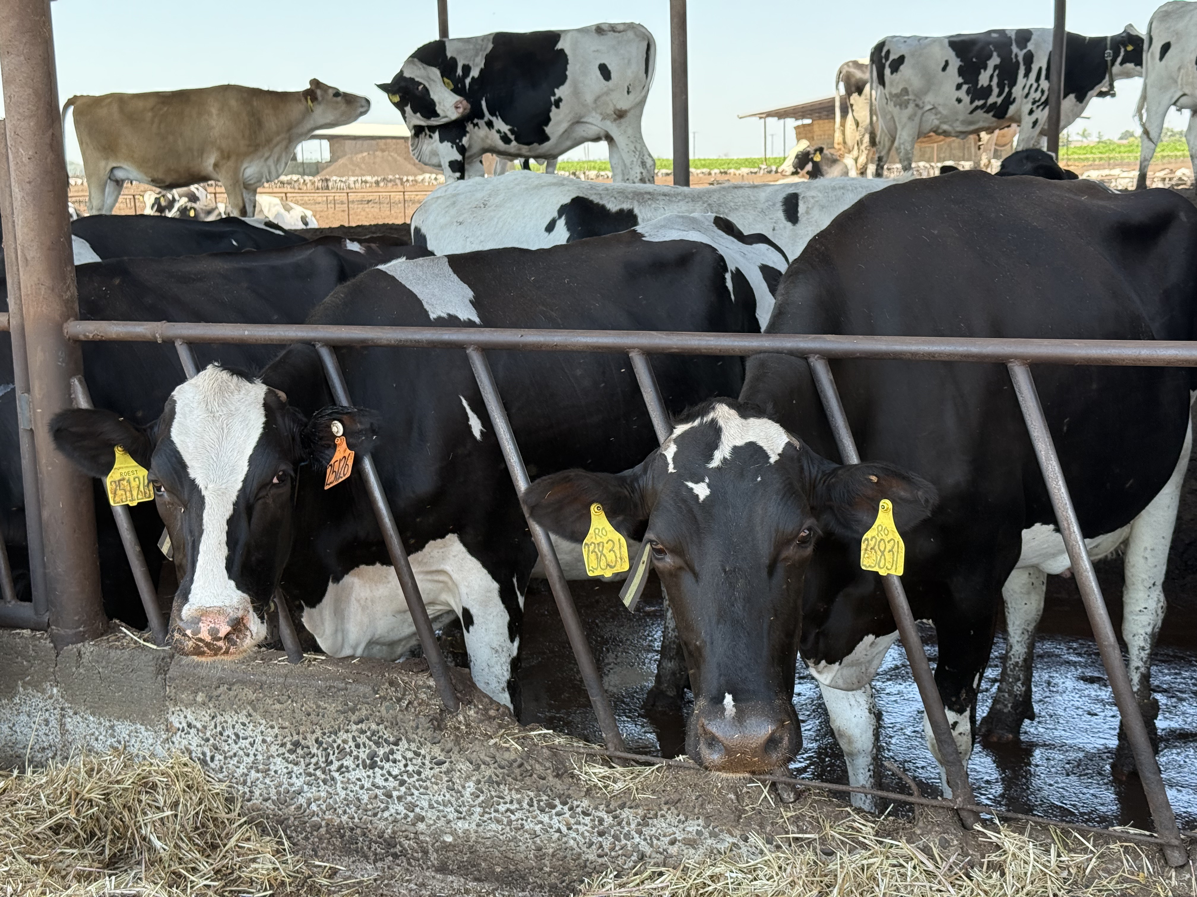Dairy cattle at a partner farm in California's Central Valley